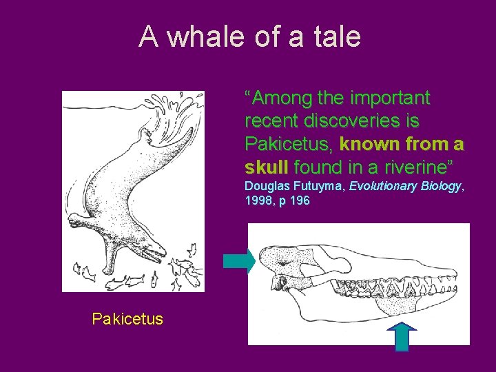 A whale of a tale “Among the important recent discoveries is Pakicetus, known from