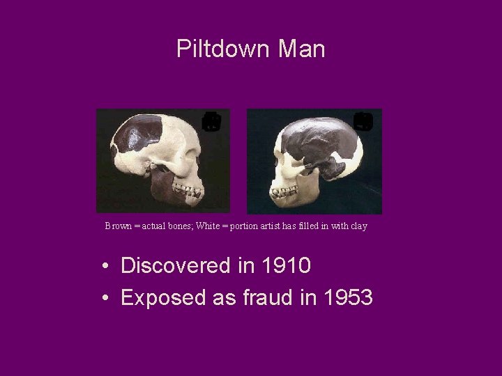 Piltdown Man Brown = actual bones; White = portion artist has filled in with