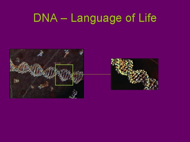 DNA – Language of Life 