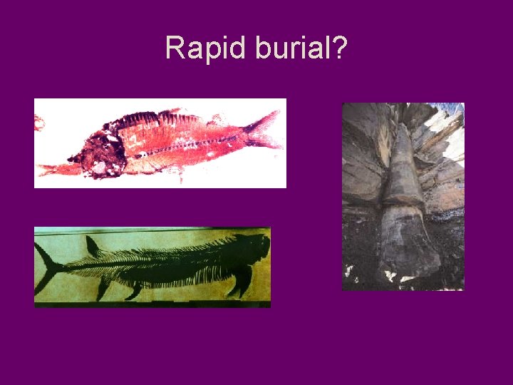 Rapid burial? 