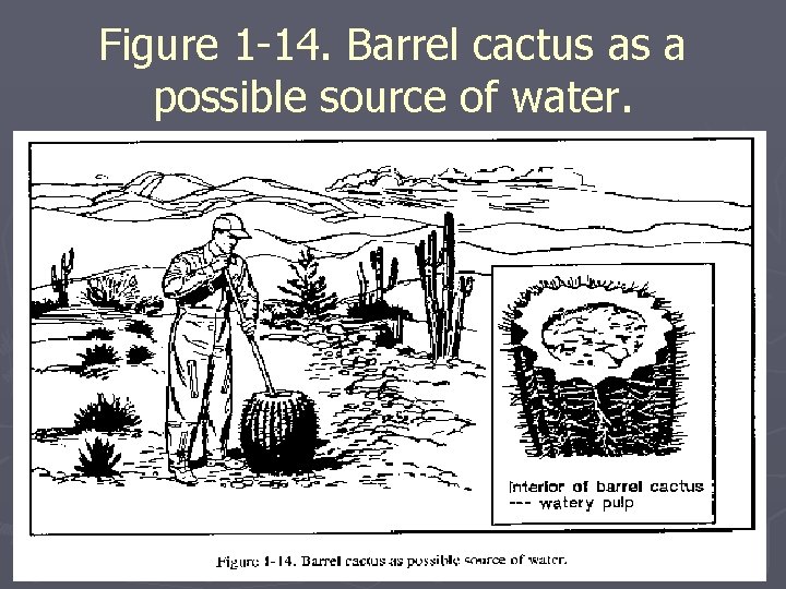 Figure 1 -14. Barrel cactus as a possible source of water. Figure 1 -14. Barrel cactus as a possible source of water.