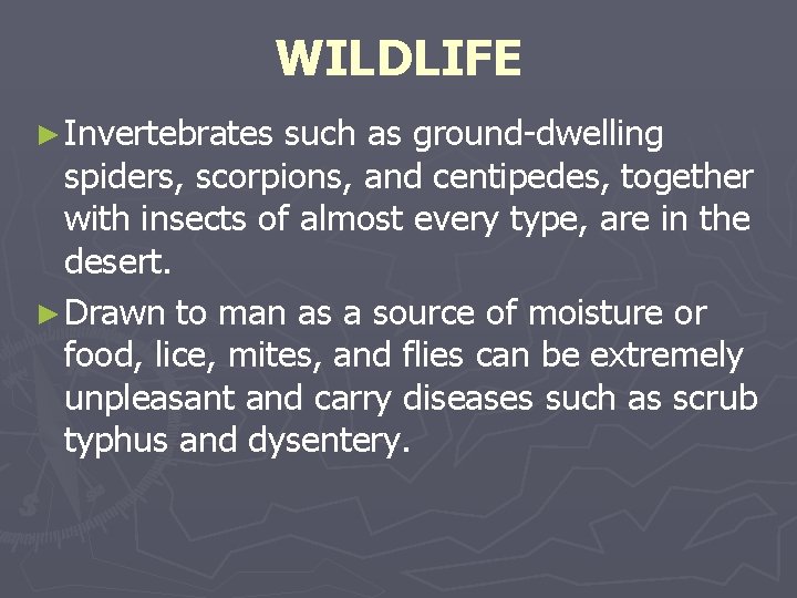 WILDLIFE ► Invertebrates such as ground-dwelling spiders, scorpions, and centipedes, together with insects of WILDLIFE ► Invertebrates such as ground-dwelling spiders, scorpions, and centipedes, together with insects of