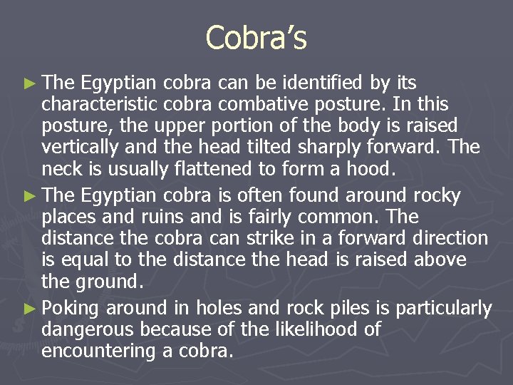Cobra’s ► The Egyptian cobra can be identified by its characteristic cobra combative posture. Cobra’s ► The Egyptian cobra can be identified by its characteristic cobra combative posture.