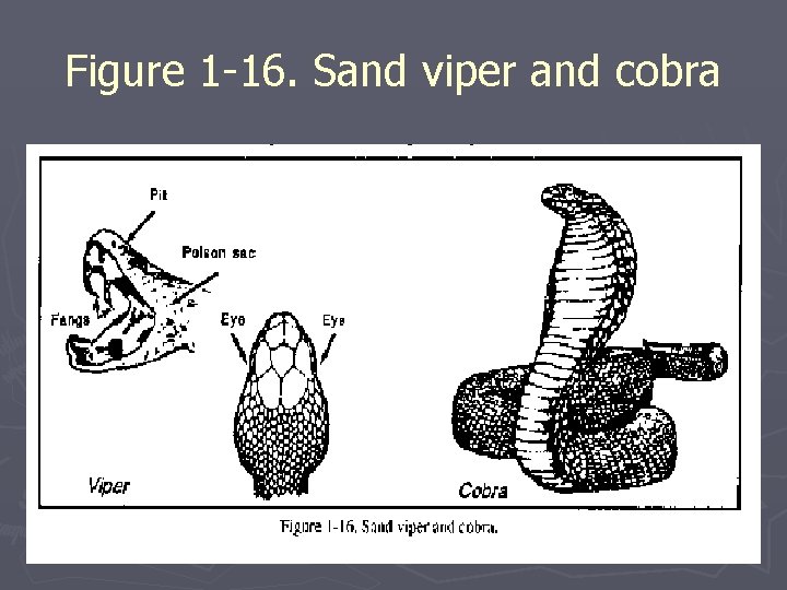 Figure 1 -16. Sand viper and cobra Figure 1 -16. Sand viper and cobra