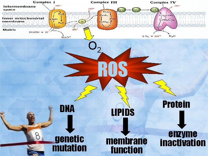 O 2 ROS DNA genetic mutation LIPIDS membrane function Protein enzyme inactivation 