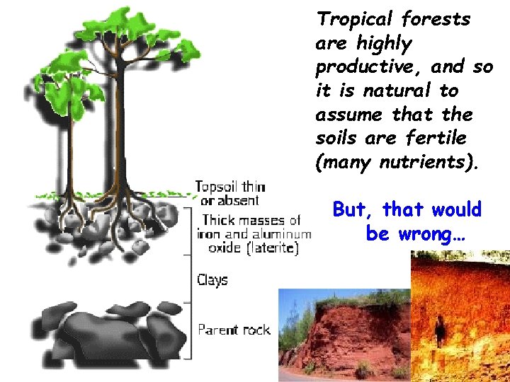 Tropical forests are highly productive, and so it is natural to assume that the