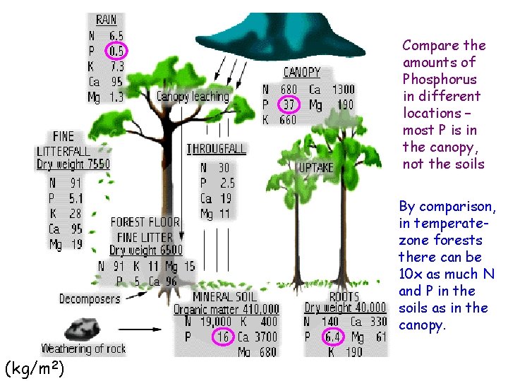 Compare the amounts of Phosphorus in different locations – most P is in the