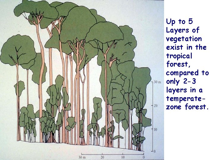 Up to 5 Layers of vegetation exist in the tropical forest, compared to only