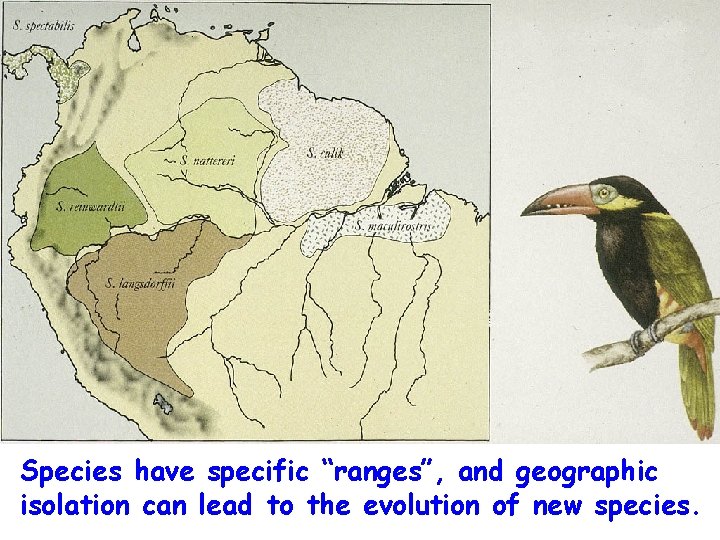 Species have specific “ranges”, and geographic isolation can lead to the evolution of new