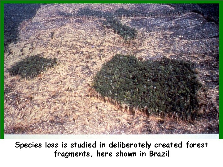 Species loss is studied in deliberately created forest fragments, here shown in Brazil 