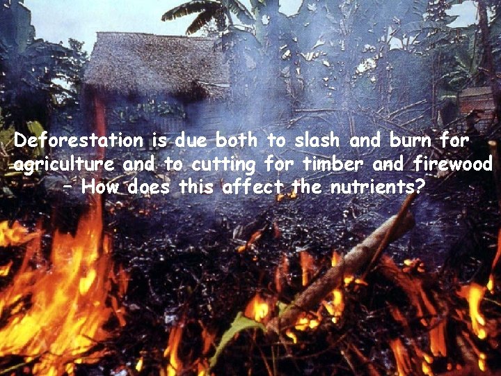 Deforestation is due both to slash and burn for agriculture and to cutting for