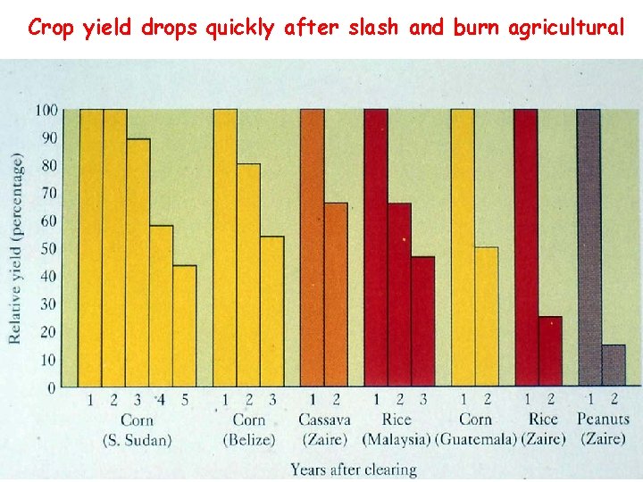 Crop yield drops quickly after slash and burn agricultural 