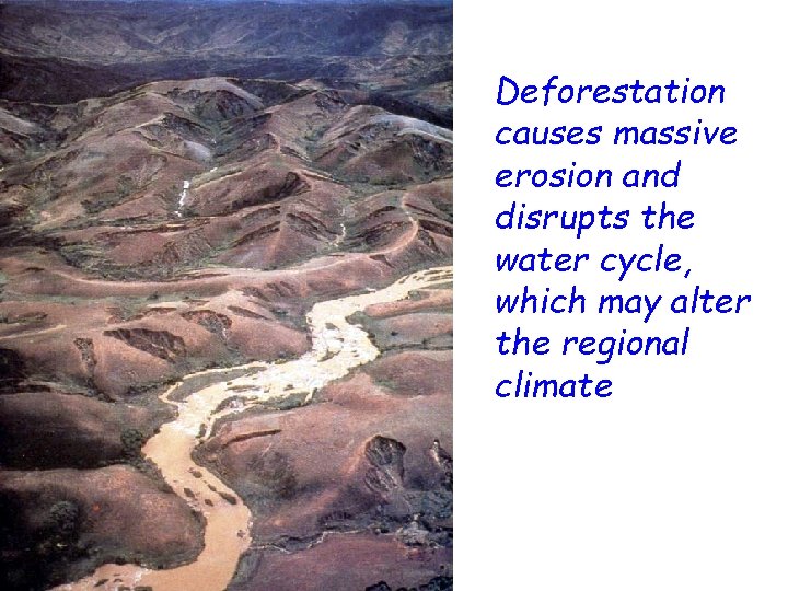 Deforestation causes massive erosion and disrupts the water cycle, which may alter the regional