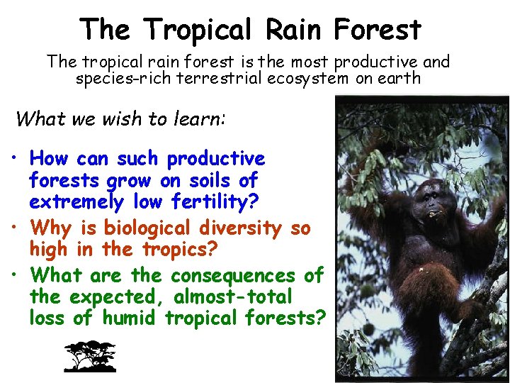 The Tropical Rain Forest The tropical rain forest is the most productive and species-rich