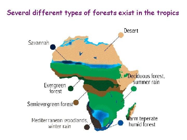 Several different types of forests exist in the tropics 