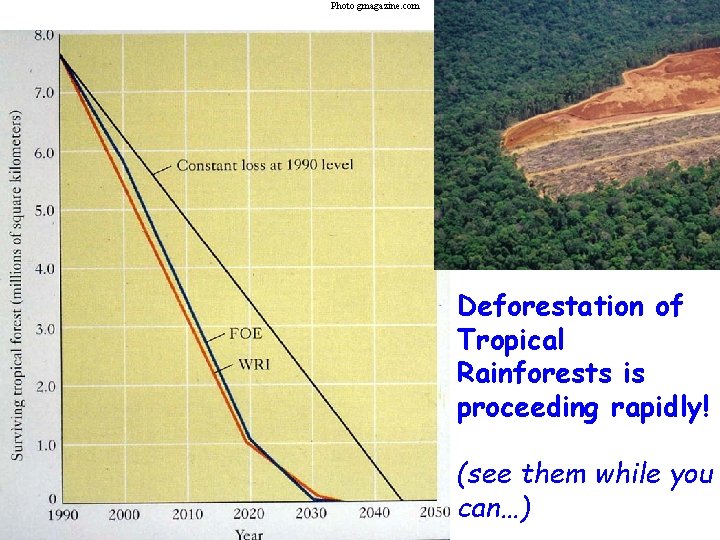 Photo gmagazine. com Deforestation of Tropical Rainforests is proceeding rapidly! (see them while you