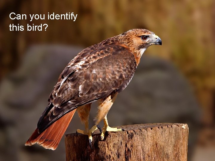 Can you identify this bird? Center of Excellence in Middle-level Interdisciplinary Strategies for Teaching Can you identify this bird? Center of Excellence in Middle-level Interdisciplinary Strategies for Teaching