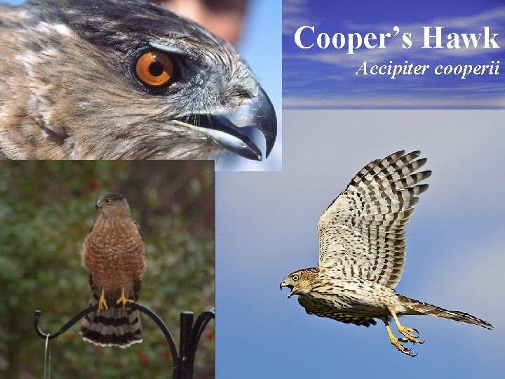 Cooper’s Hawk Accipiter cooperii Center of Excellence in Middle-level Interdisciplinary Strategies for Teaching Cooper’s Hawk Accipiter cooperii Center of Excellence in Middle-level Interdisciplinary Strategies for Teaching