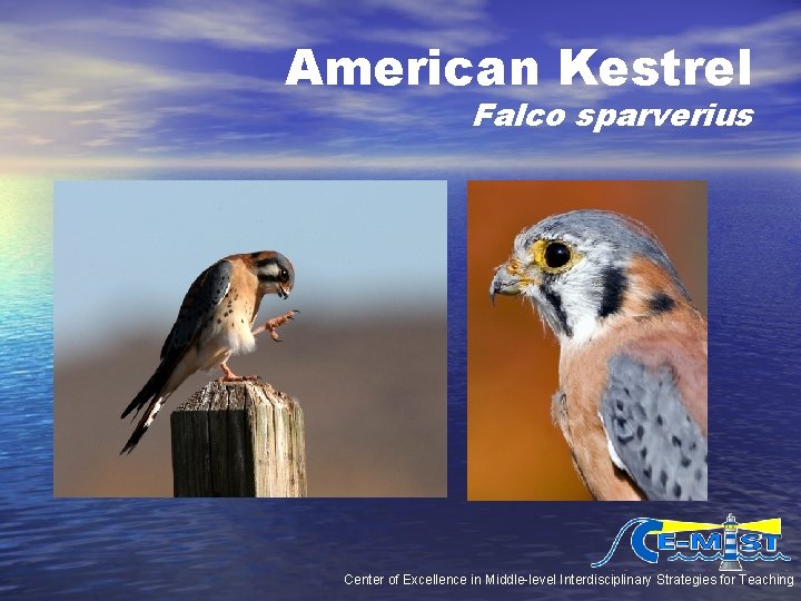 American Kestrel Falco sparverius Center of Excellence in Middle-level Interdisciplinary Strategies for Teaching American Kestrel Falco sparverius Center of Excellence in Middle-level Interdisciplinary Strategies for Teaching