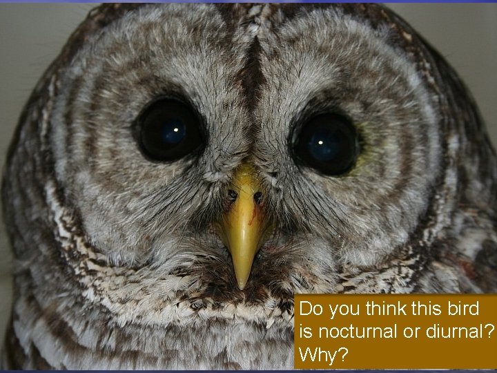 Do you think this bird is nocturnal or diurnal? Why? Center of Excellence in Do you think this bird is nocturnal or diurnal? Why? Center of Excellence in