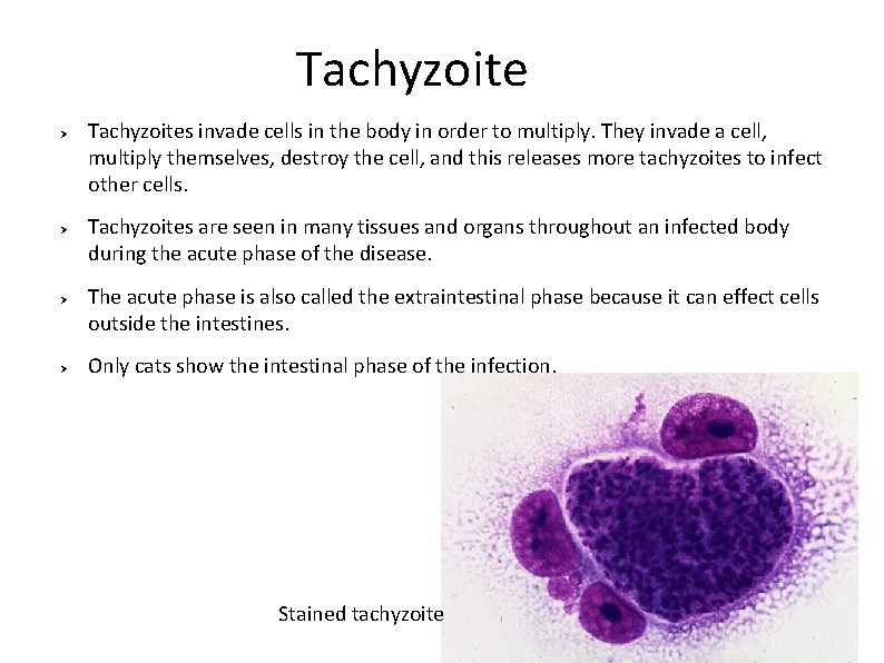 Tachyzoite Ø Ø Tachyzoites invade cells in the body in order to multiply. They