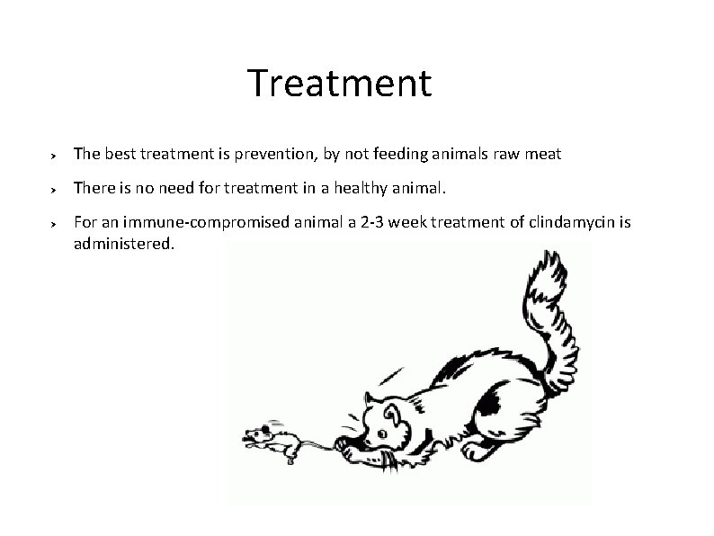 Treatment Ø The best treatment is prevention, by not feeding animals raw meat Ø