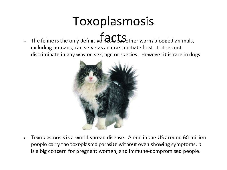 Ø Toxoplasmosis The feline is the only definitivefacts host, but other warm blooded animals,