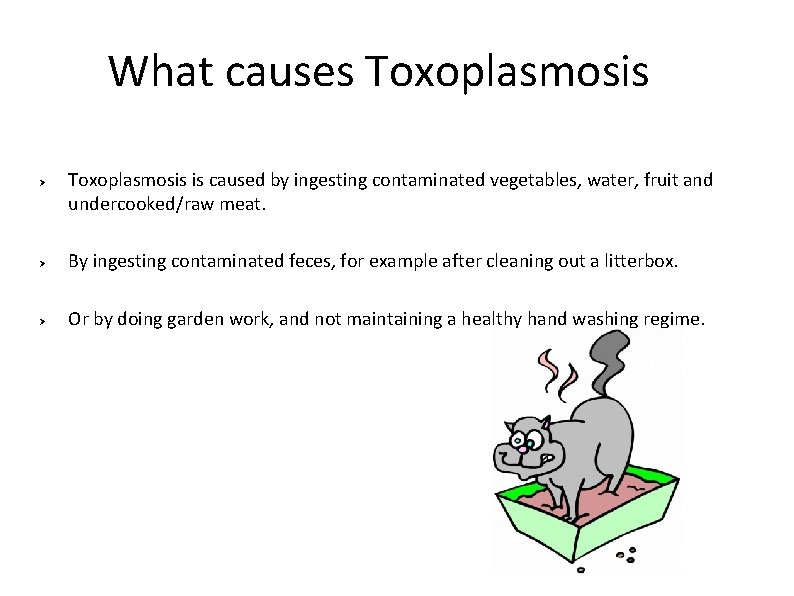 What causes Toxoplasmosis Ø Toxoplasmosis is caused by ingesting contaminated vegetables, water, fruit and