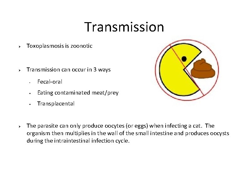 Transmission Ø Toxoplasmosis is zoonotic Ø Transmission can occur in 3 ways Ø •