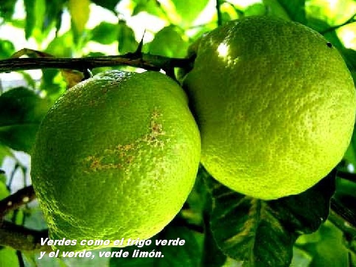 Verdes como el trigo verde y el verde, verde limón. 