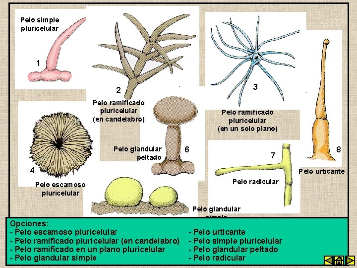 Pelo simple pluricelular 1 3 2 Pelo ramificado pluricelular (en candelabro) Pelo glandular peltado