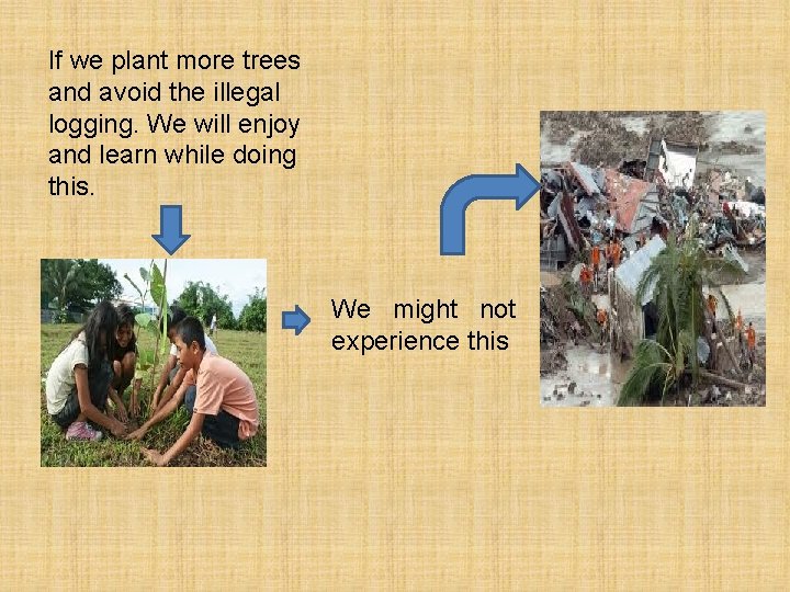 If we plant more trees and avoid the illegal logging. We will enjoy and