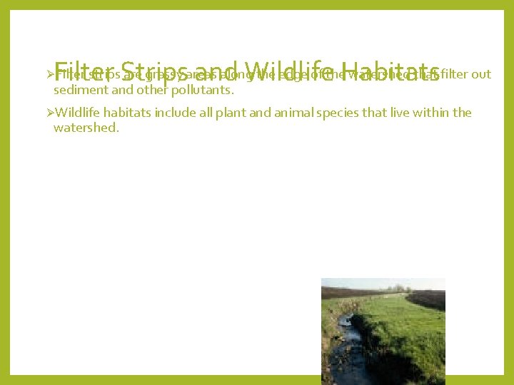 Filter Strips and Wildlife Habitats sediment and other pollutants. ØFilter strips are grassy areas