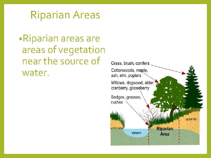 Riparian Areas • Riparian areas of vegetation near the source of water. 