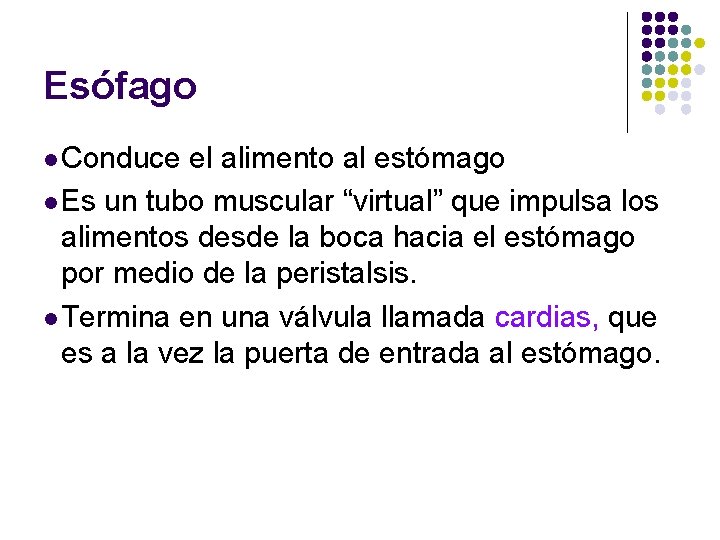 Esófago l Conduce el alimento al estómago l Es un tubo muscular “virtual” que