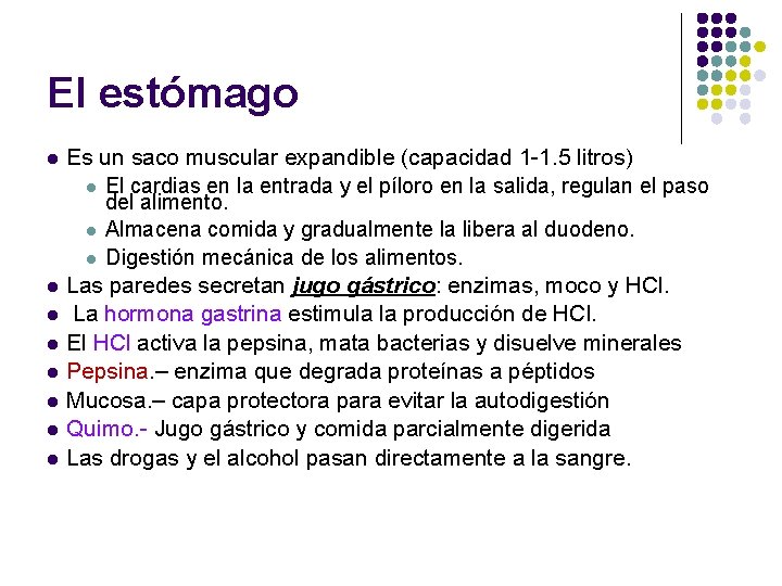 El estómago l l l l Es un saco muscular expandible (capacidad 1 -1.