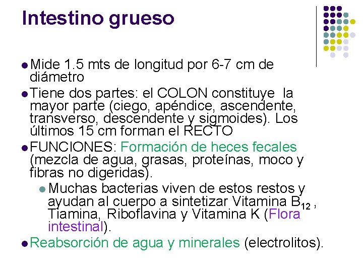 Intestino grueso l Mide 1. 5 mts de longitud por 6 -7 cm de