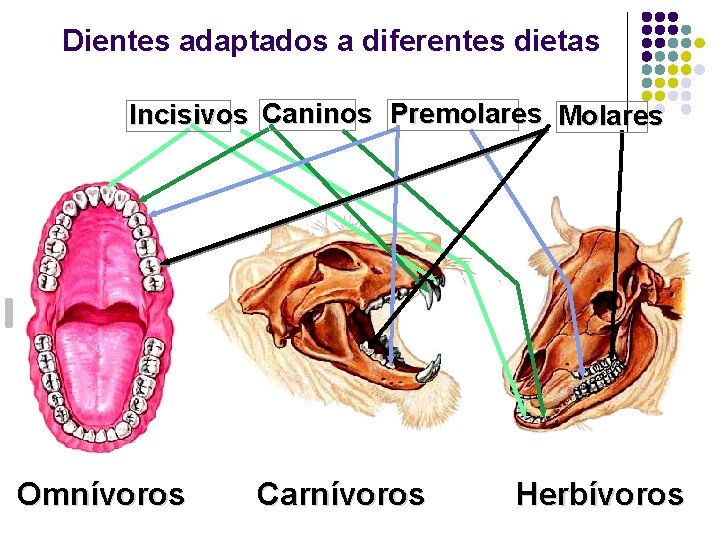 Dientes adaptados a diferentes dietas Incisivos Caninos Premolares Molares Omnívoros Carnívoros Herbívoros 