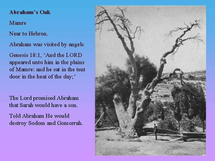 Abraham’s Oak Mamre Near to Hebron. Abraham was visited by angels Genesis 18: 1, Abraham’s Oak Mamre Near to Hebron. Abraham was visited by angels Genesis 18: 1,