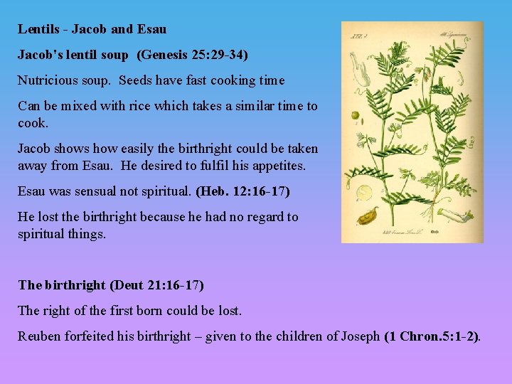 Lentils - Jacob and Esau Jacob's lentil soup (Genesis 25: 29 -34) Nutricious soup. Lentils - Jacob and Esau Jacob's lentil soup (Genesis 25: 29 -34) Nutricious soup.