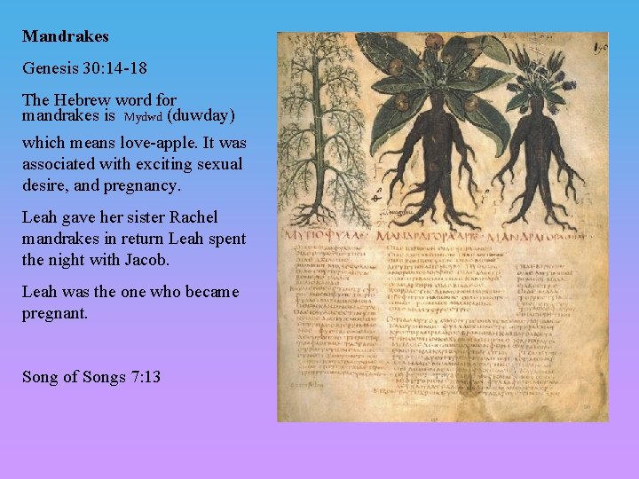 Mandrakes Genesis 30: 14 -18 The Hebrew word for mandrakes is Mydwd (duwday) which Mandrakes Genesis 30: 14 -18 The Hebrew word for mandrakes is Mydwd (duwday) which