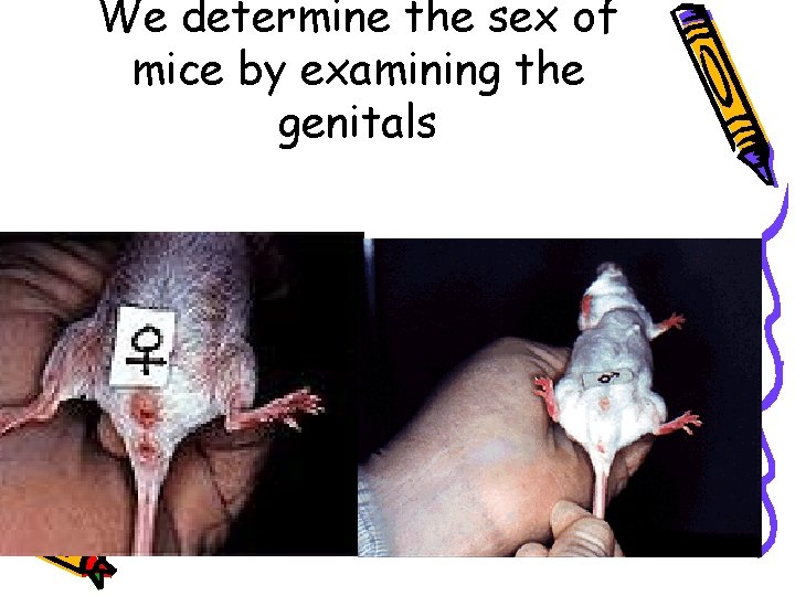 We determine the sex of mice by examining the genitals 