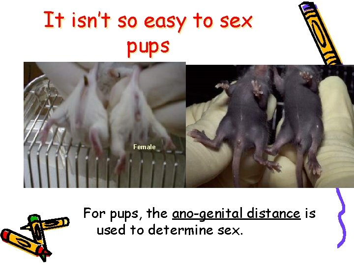It isn’t so easy to sex pups Female Male Female For pups, the ano-genital