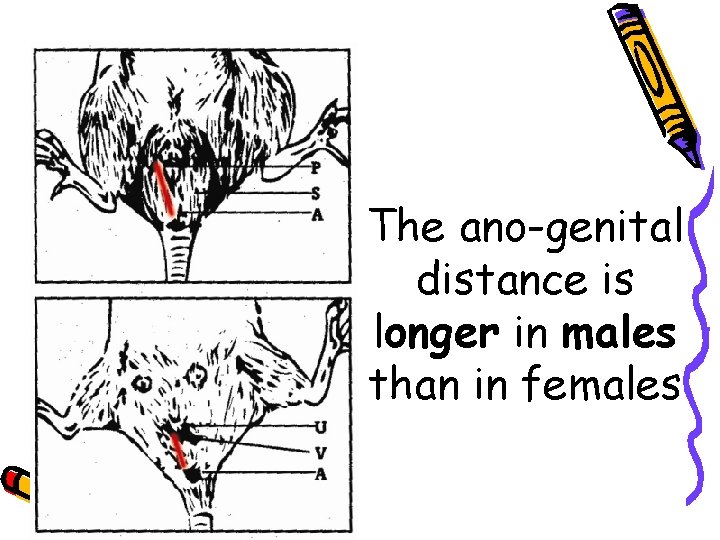 The ano-genital distance is longer in males than in females 