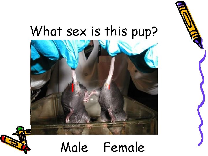 What sex is this pup? l Male l Female 