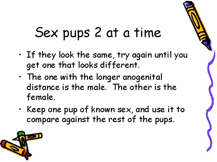 Sex pups 2 at a time • If they look the same, try again