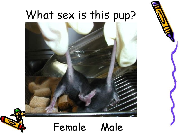 What sex is this pup? Female Male 