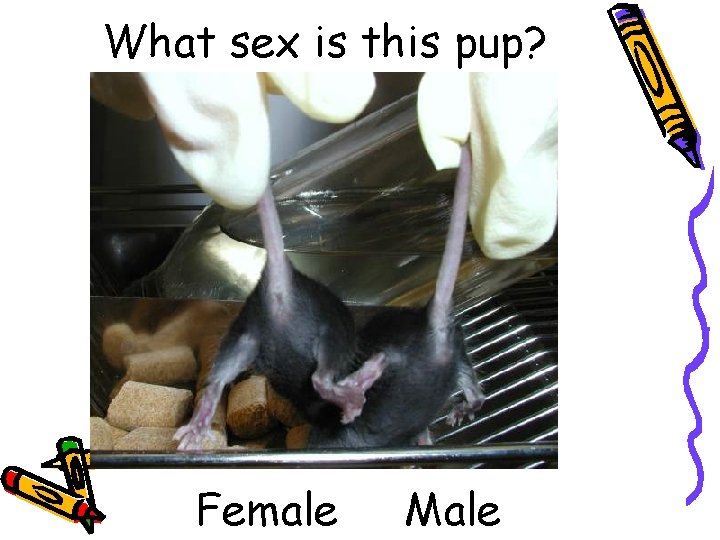 What sex is this pup? Female Male 