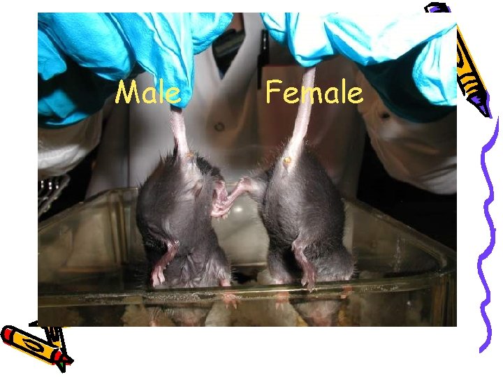 Male Female 