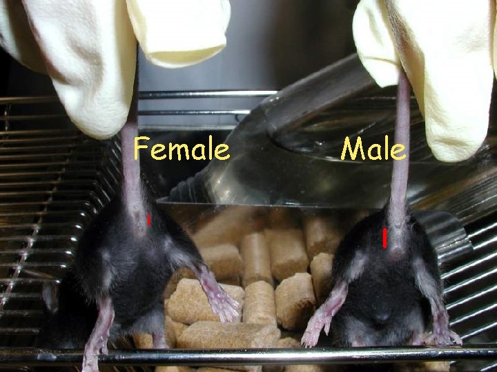 Female l Male l 